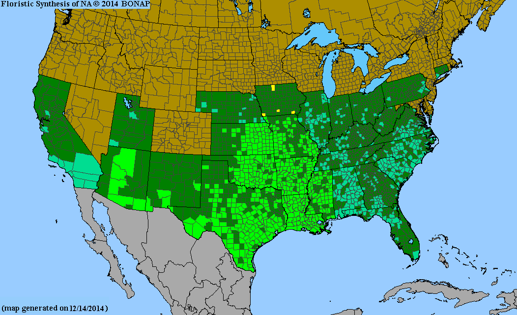 County distribution map of Oenothera speciosa - Pinkladies